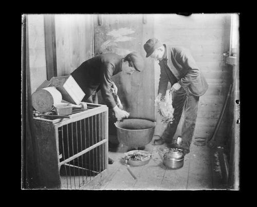 Two Men Pluck Chickens