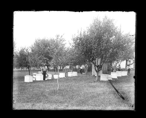 Four Men in Bee Yard