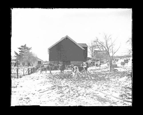 Holsteins in Pasture (3)