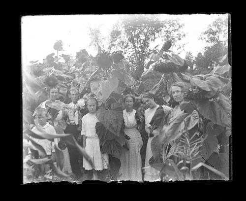 Among the Sunflowers