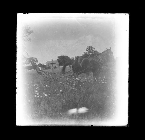 Man on Horse Drawn Rake