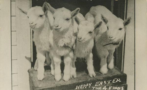 Four Lambs in Doorway
