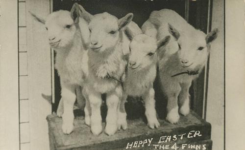 Four Lambs in Doorway