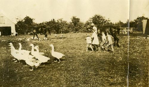 Kids on A Farm Surrounded by Geese and Horses