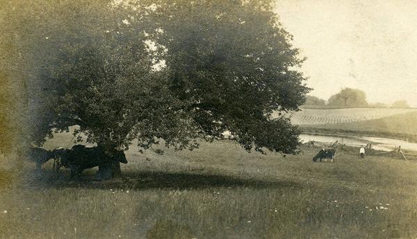 Landscape of Trees and Cows on A Field