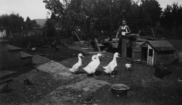 Boy Feeding a Group of Geese In Yard