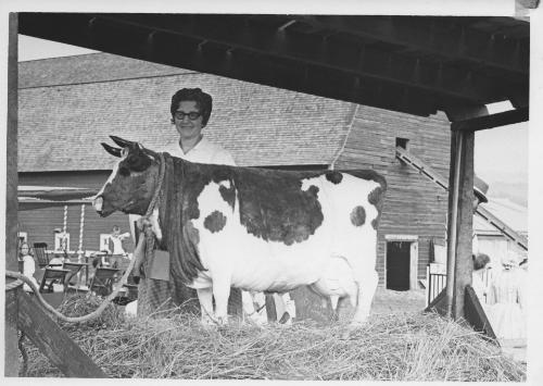 Bicentennial Celebration and Parade: Woman With Fake Cow