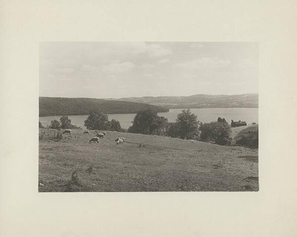 Sheep Graze on the Edge of Otsego Lake