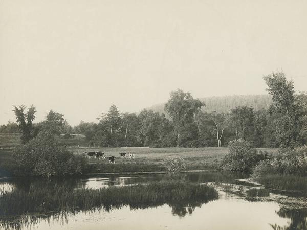 Cows on the Edge of the Susquehanna River
