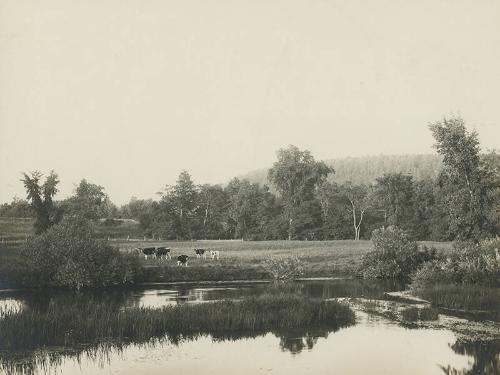 Cows on the Edge of the Susquehanna River