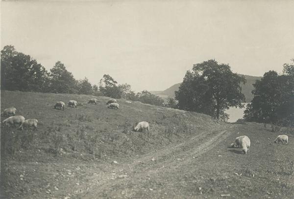 Sheep Graze in the Hills