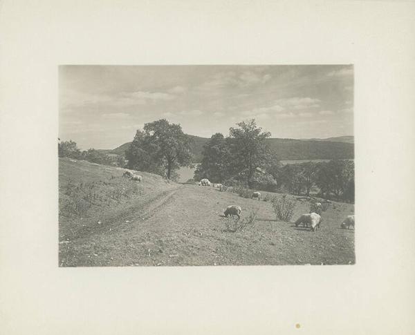 Sheep Graze in the Hills Overlooking Otsego Lake