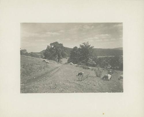 Sheep Graze in the Hills Overlooking Otsego Lake