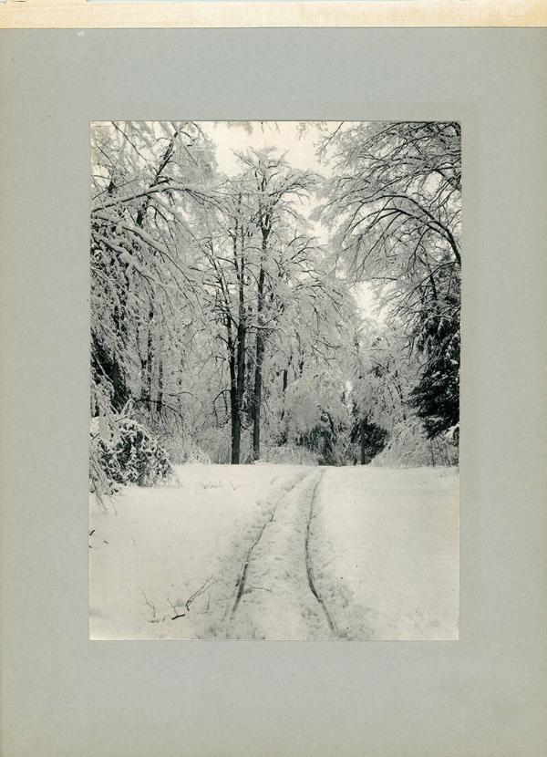 Forest Scene with Snow