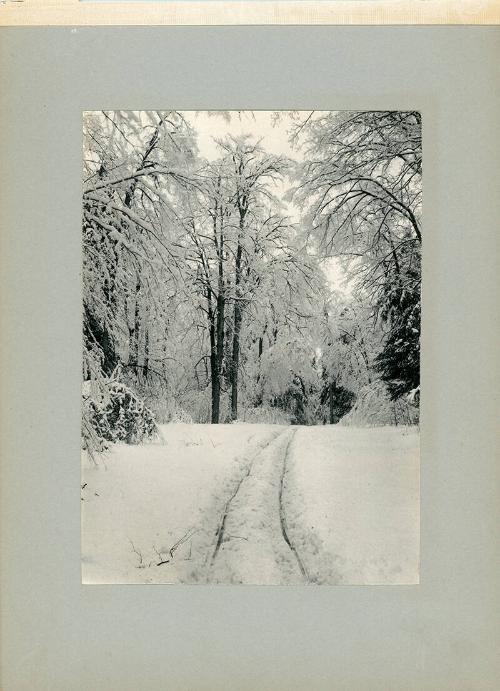 Forest Scene with Snow