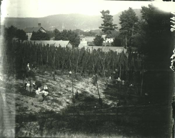 Kraham's Hop Yard