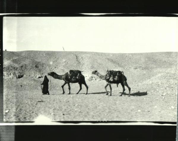 Man & Camels
