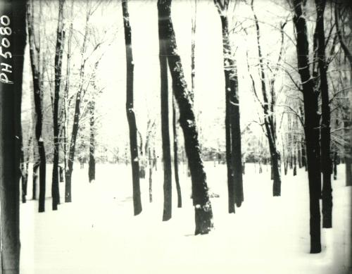 Woods in Snow