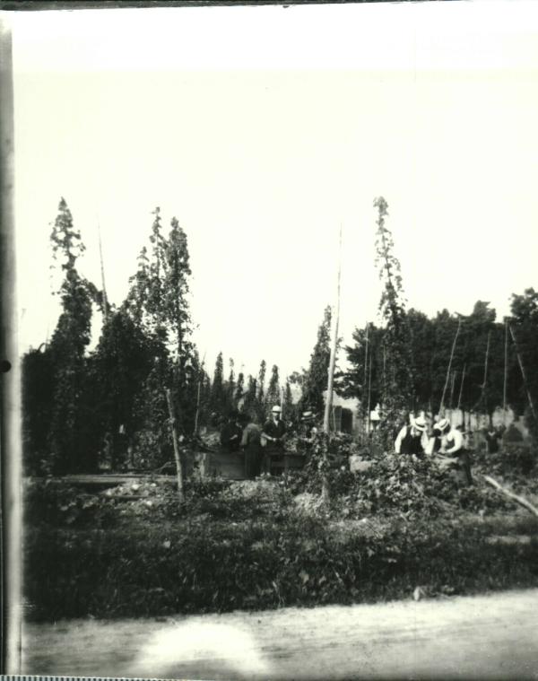 Hop Harvesting