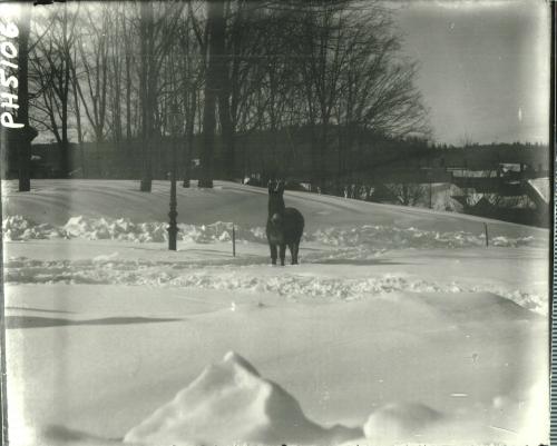 Donkey in Snow