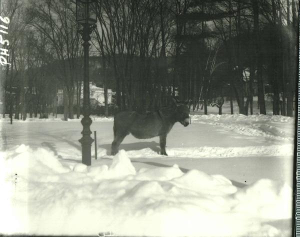 Donkey in Snow