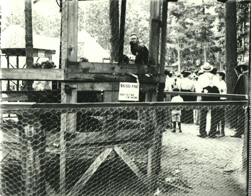 Monkey in a Cage