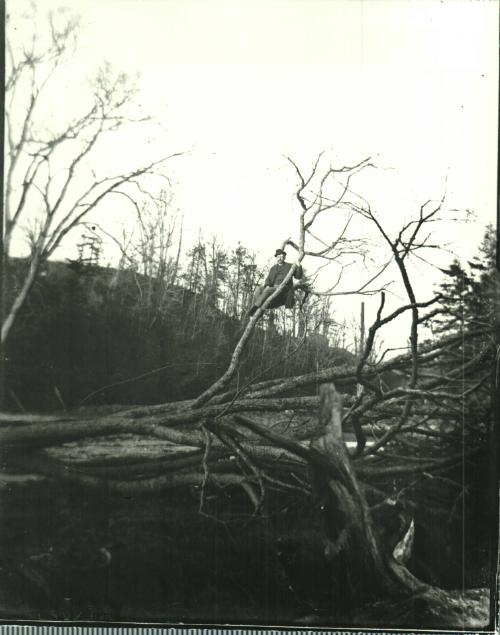 Man on Fallen Tree