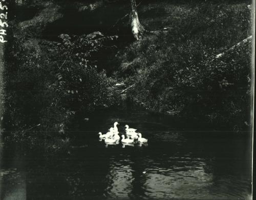 Ducks on water