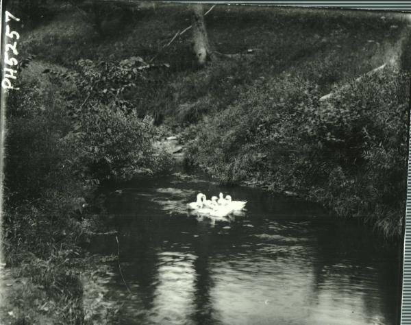 Ducks on water