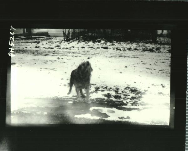 Dog