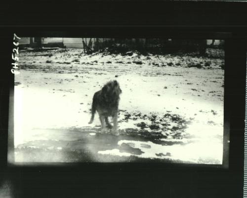 Dog