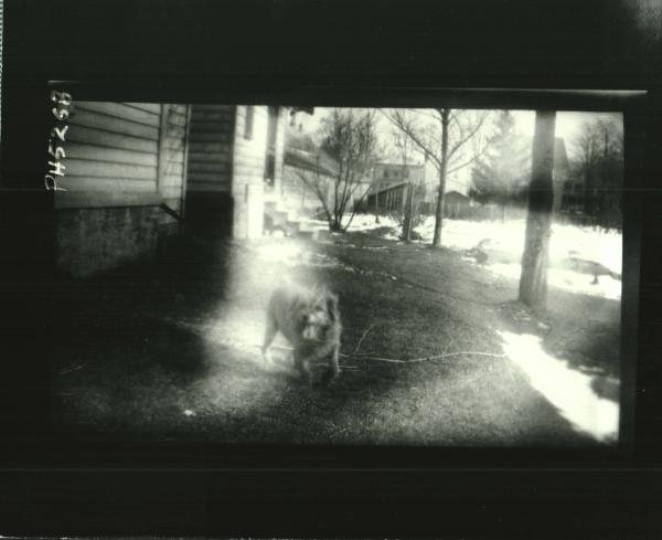 Dog