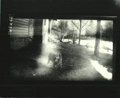 Dog