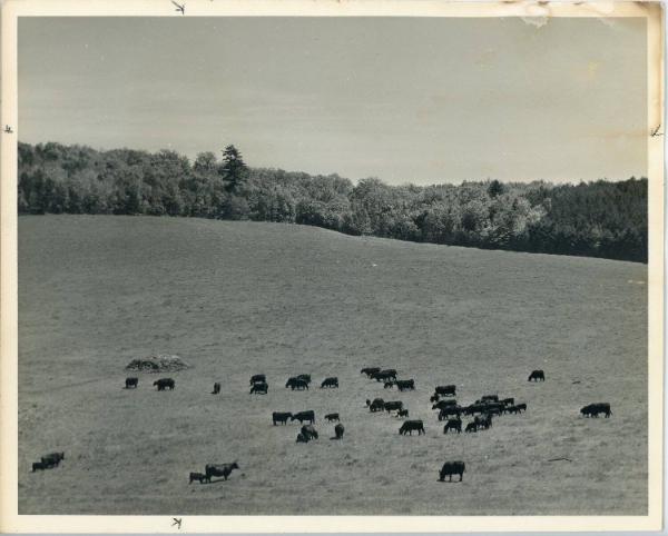 Herd on the Hillside