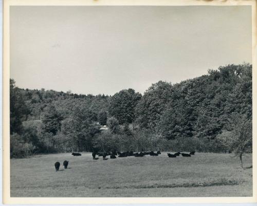 Herd Resting