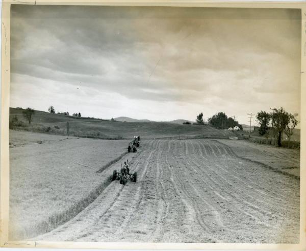 Cutting Hay