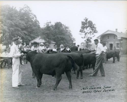 1950 Angus Beef Entries