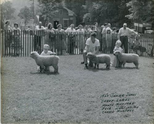 1950 Shropshire Lamb Entries