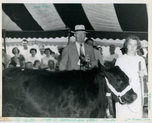 Champion Steer