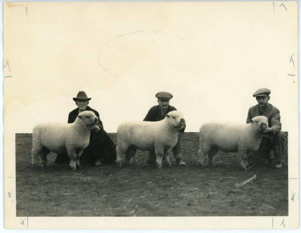 First Prize Shropshire Lambs