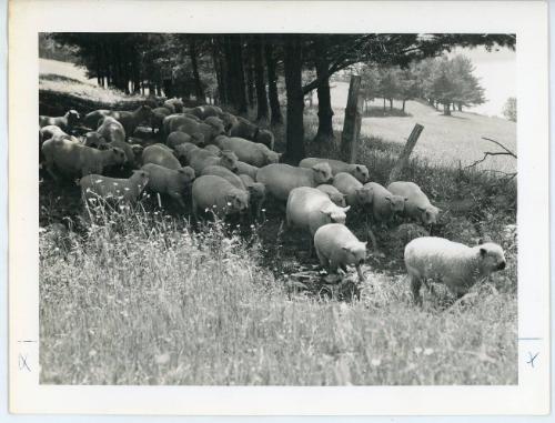 Herd of Stropshire Lambs