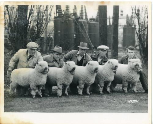 First Prize Shropshire Lambs