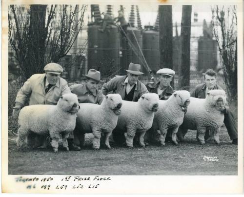 First Prize Shropshire Lambs