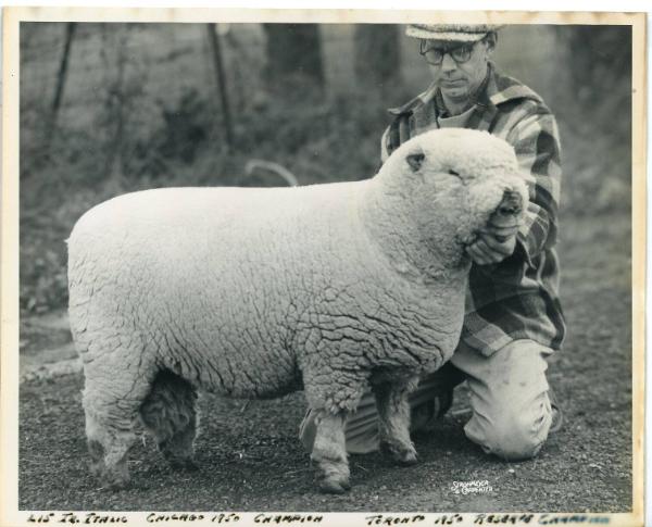 1950 Reserve Champion