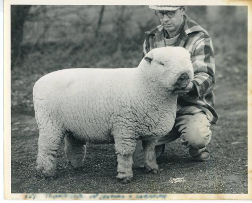 1950 Reserve Champion