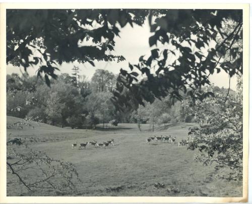 Herd of Deer