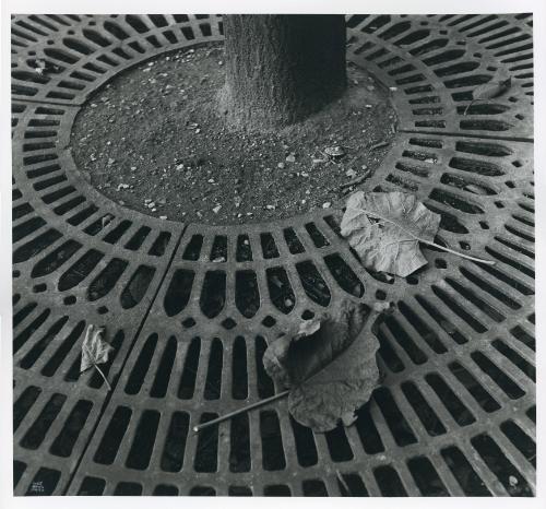 Tree with grate, Paris, 1952