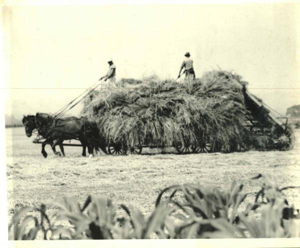 Wagon of Hay